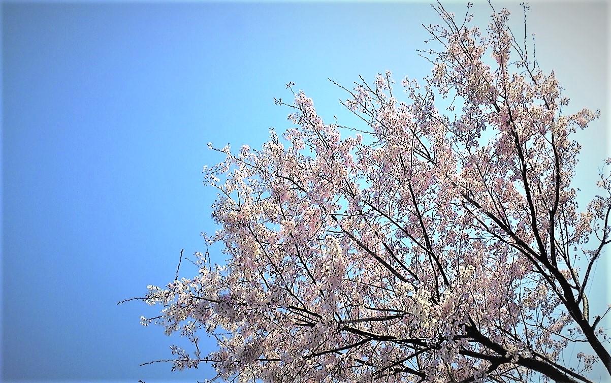 さくらも咲いて (*^_^*)