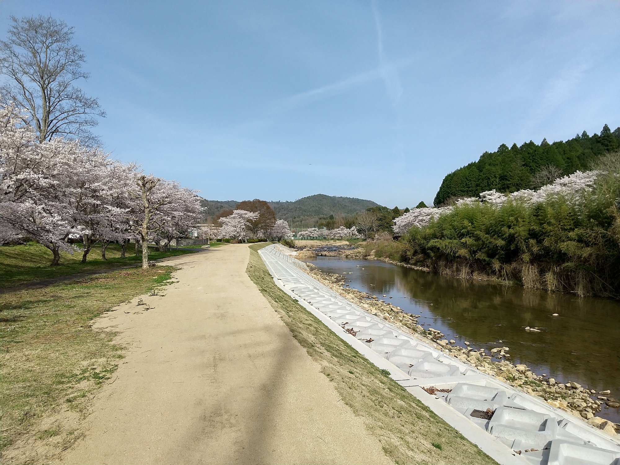 白竜湖の桜が見頃です