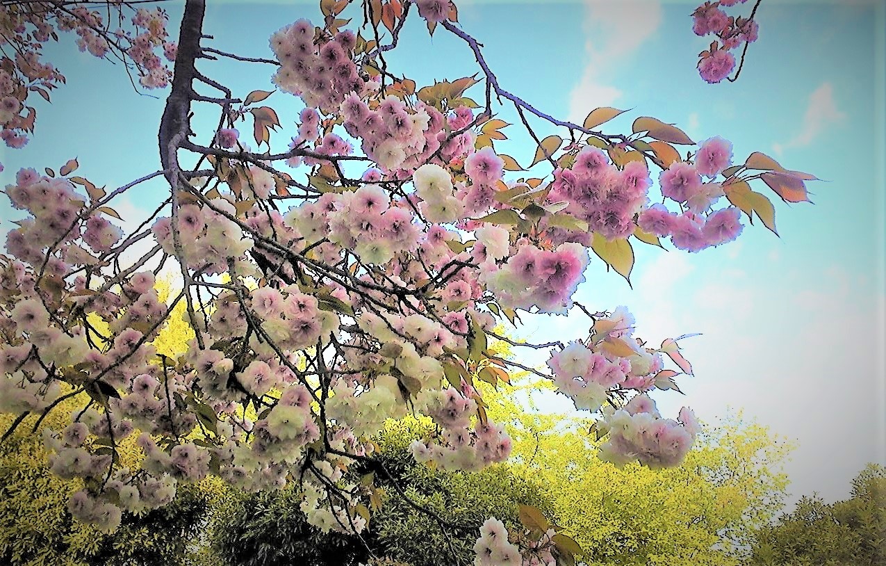 八重桜が満開ですよ。