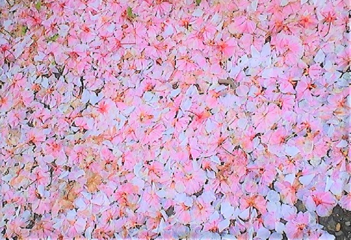 八重桜もそろそろおわりです。。。
