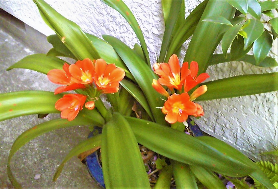 オレンジ色の花が咲くんです。