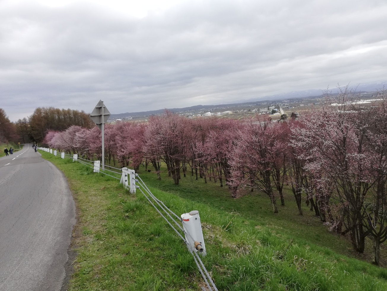 桜散る