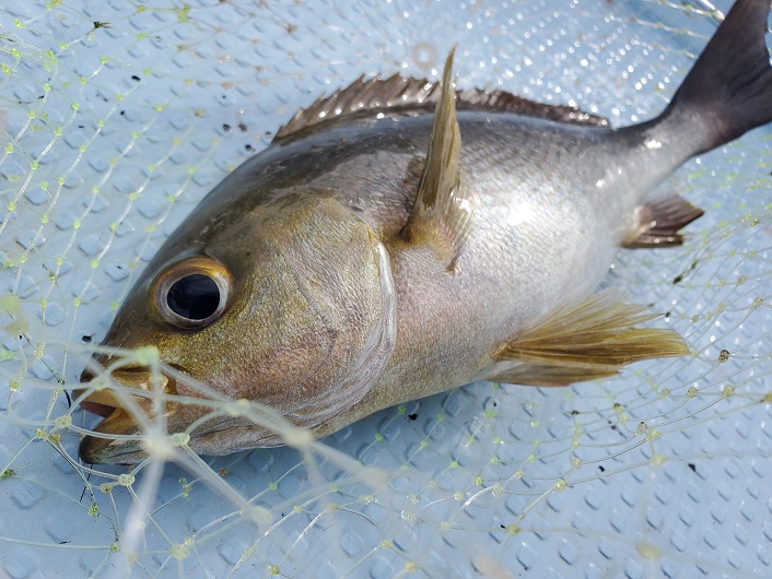 店長釣果！！釣り好きな方必見！！
