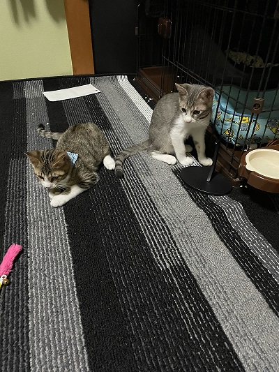 成長・・(=^・・^=)