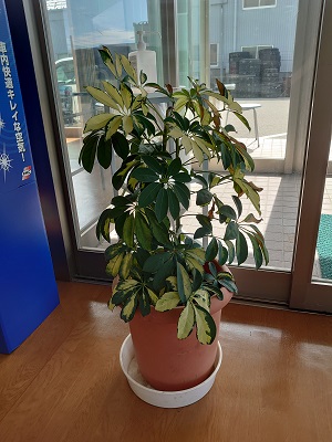 観葉植物