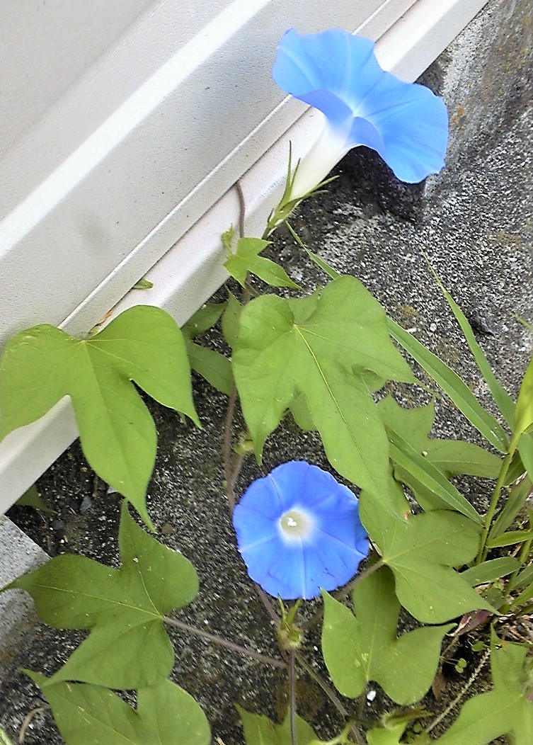 野良・アサガオ・・ガンバってます。。。