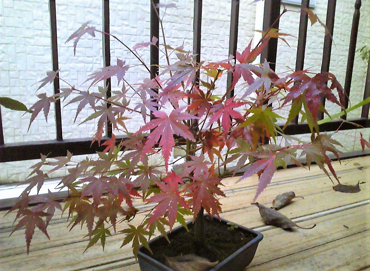 秋がありました。。。
