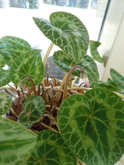約１か月&hellip;