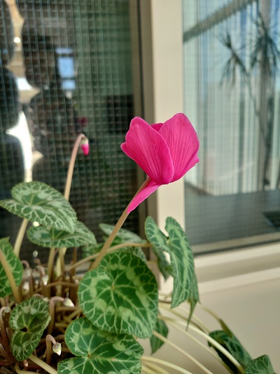 咲きました(*^^*)