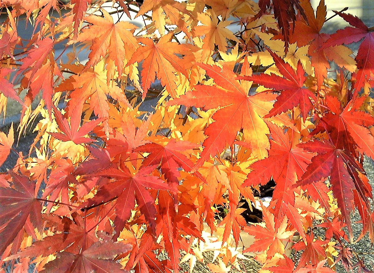 紅葉狩り？！