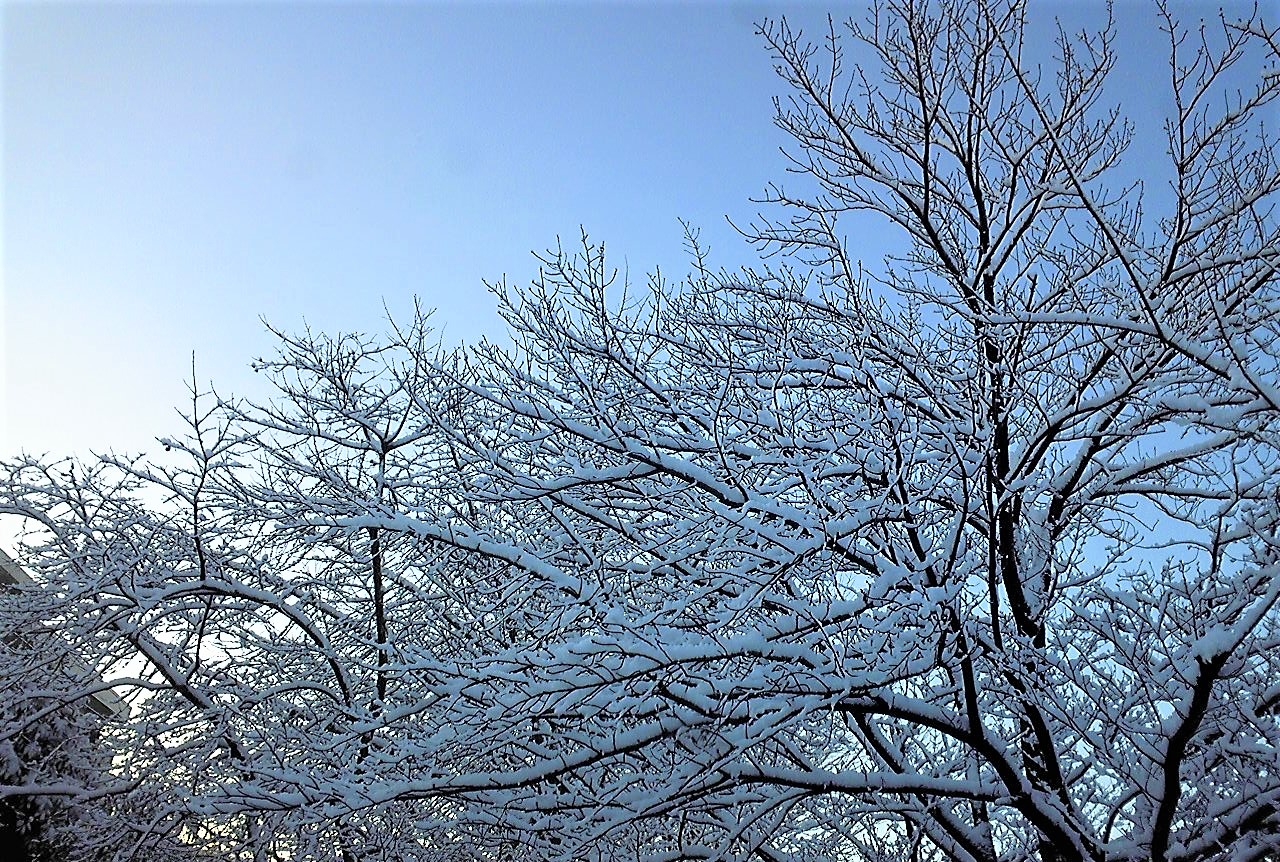 関東南部では大雪となりました。