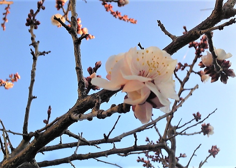 もうすぐ春ですねェ～♬