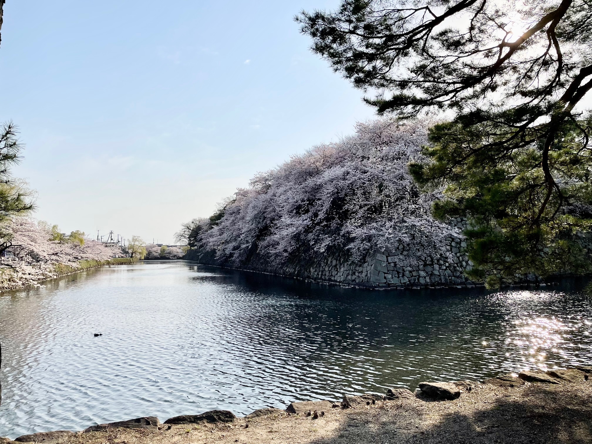 花見に行ってきました！