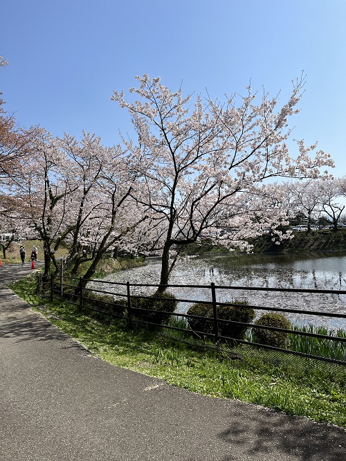 お花見