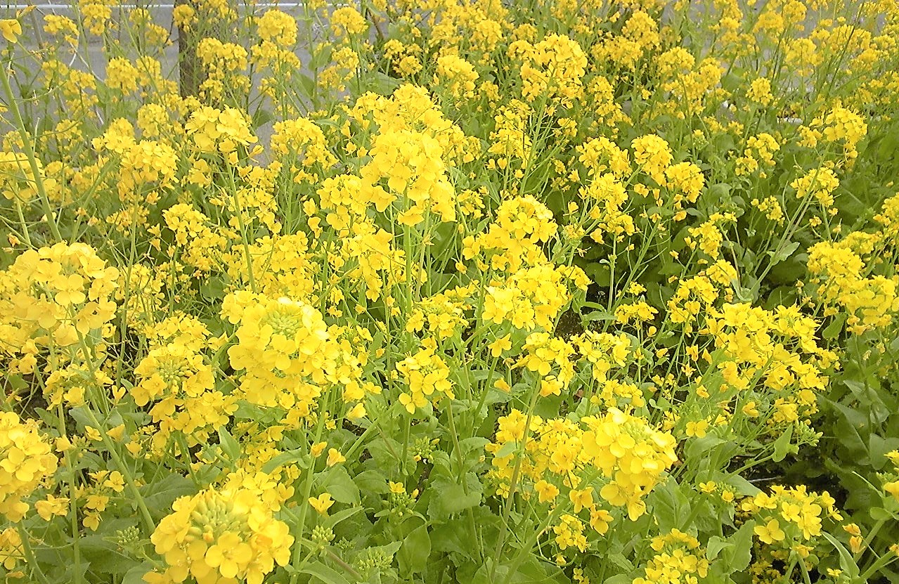 菜の花がギュウギュウですヨ (#^^#)