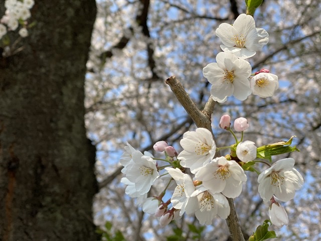SAKURA ☘︎倉内☘︎