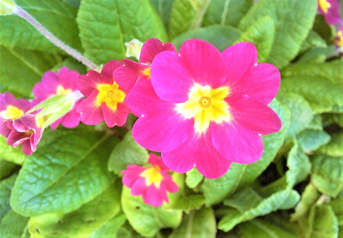 桜草ということに。。。