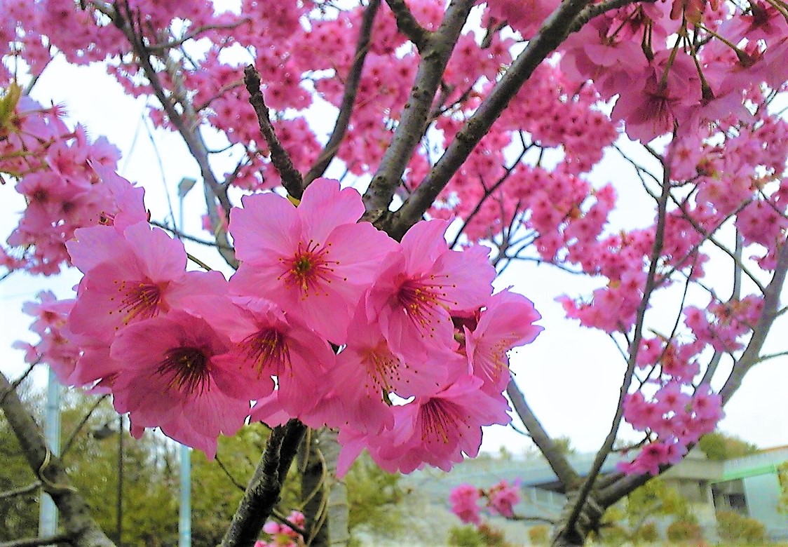 ヨコハマヒザクラ（横浜緋桜）