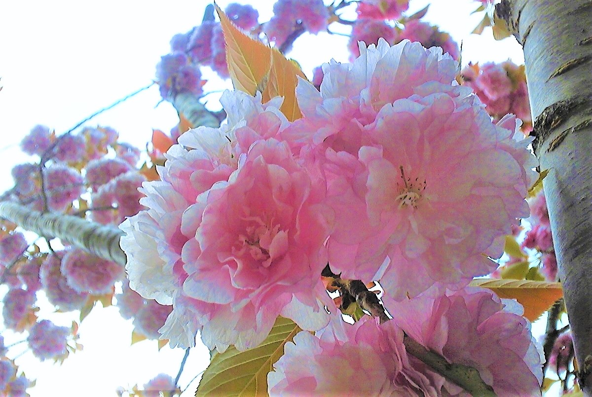 八重桜が満開です。