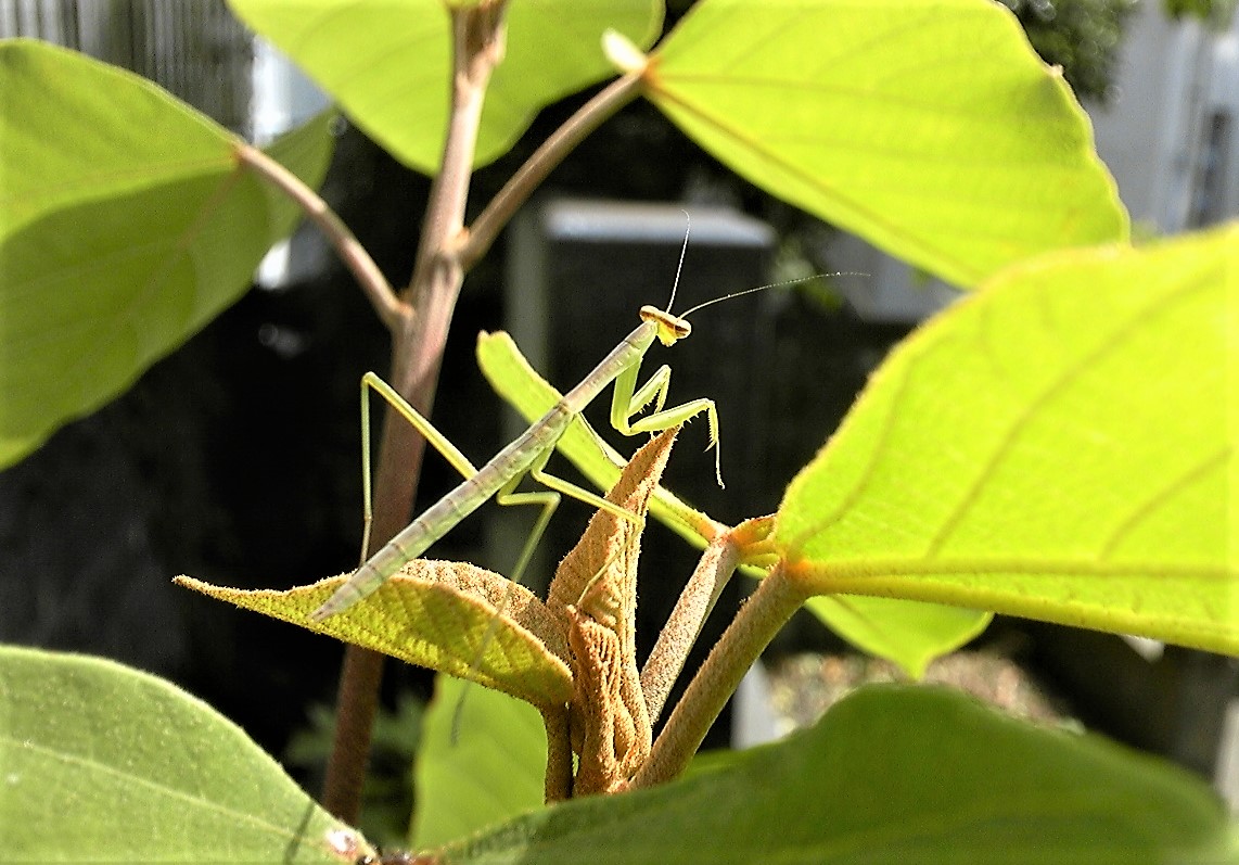 カマキリに遭遇。。。