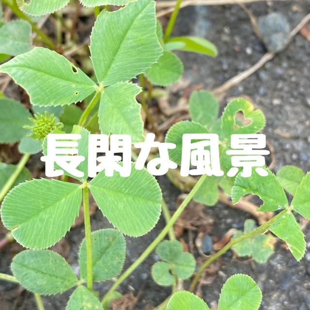 長閑な風景　☘︎倉内☘︎