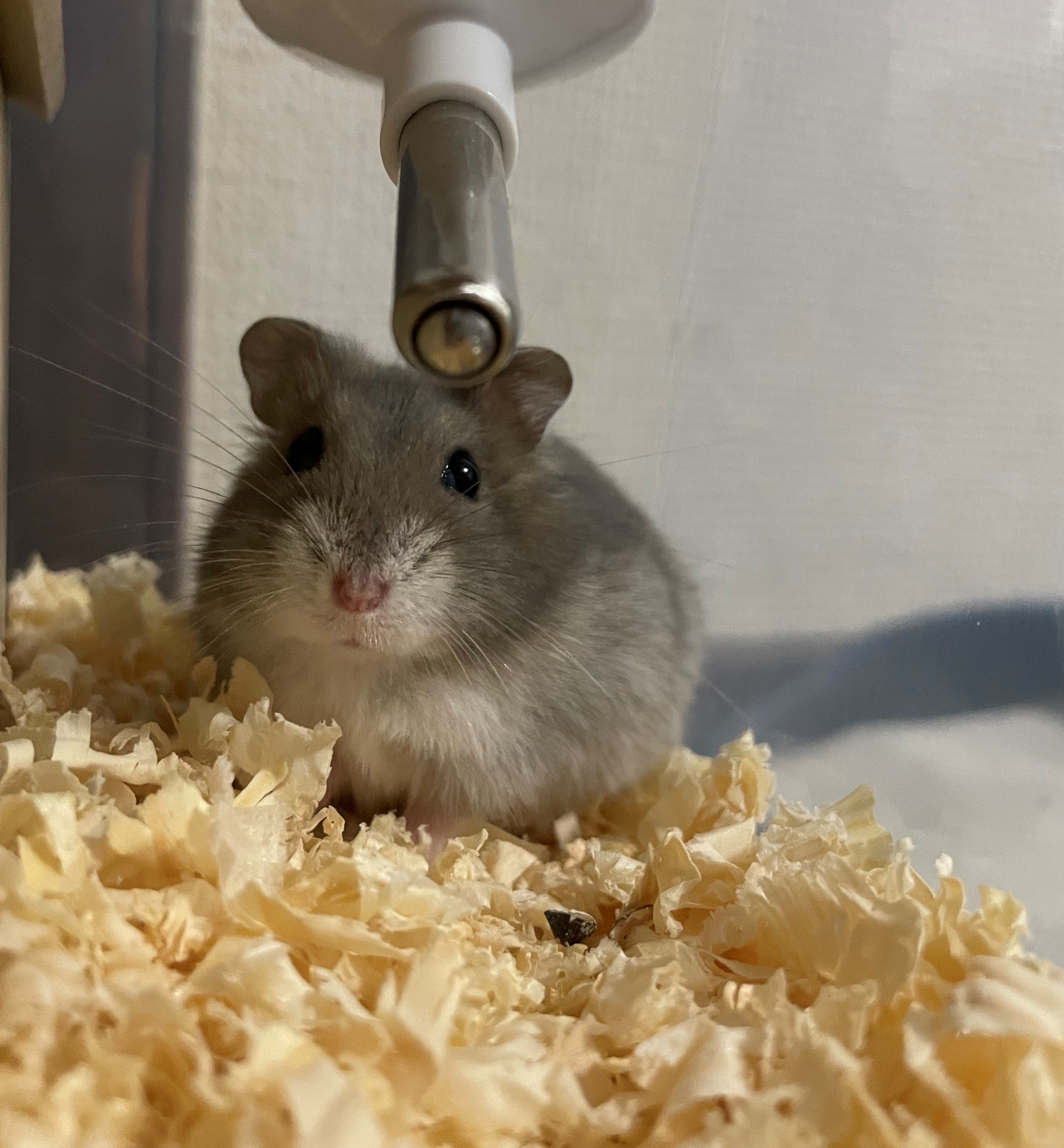 ハムスターを飼い始めました