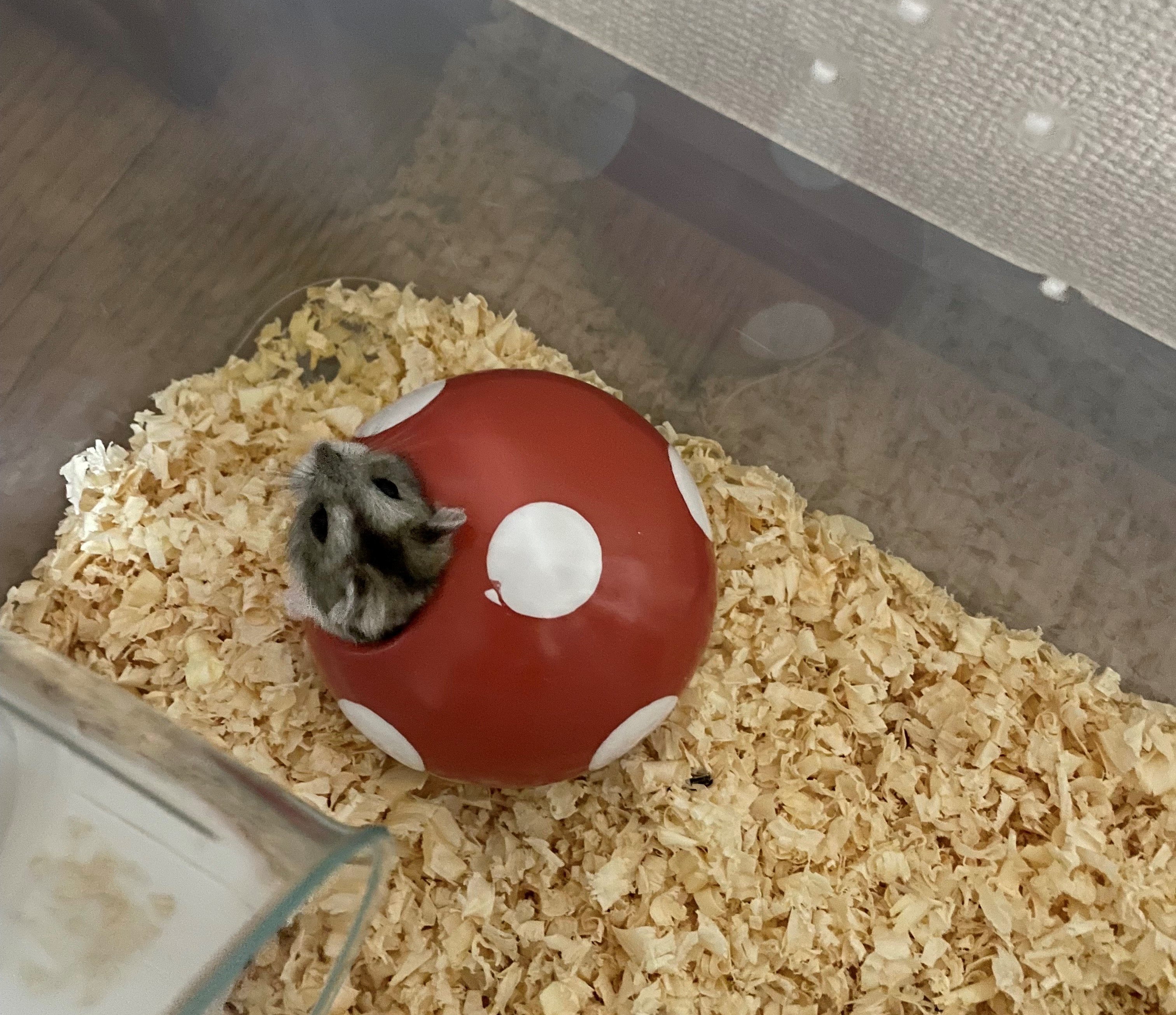 ハムスター成長日記