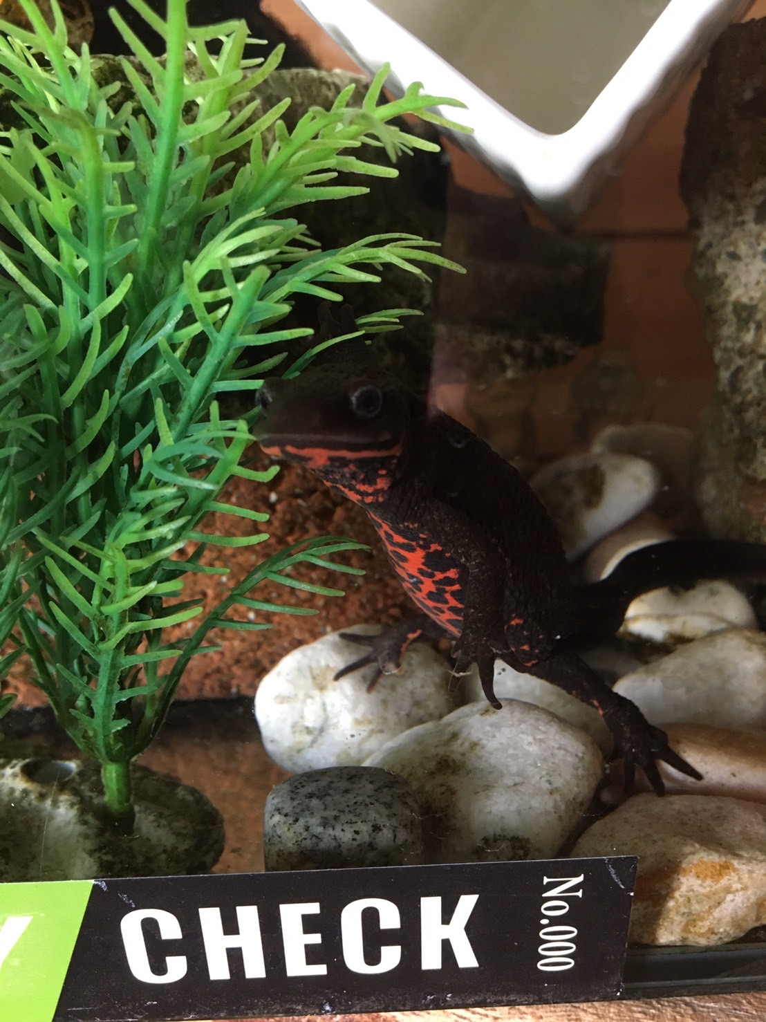 アカハライモリ