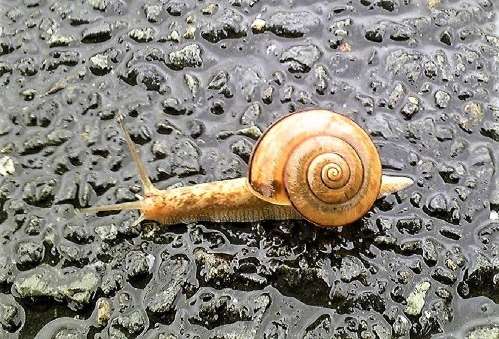 でんでん虫？？