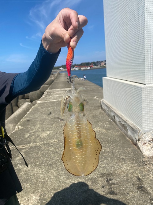 イカ釣り