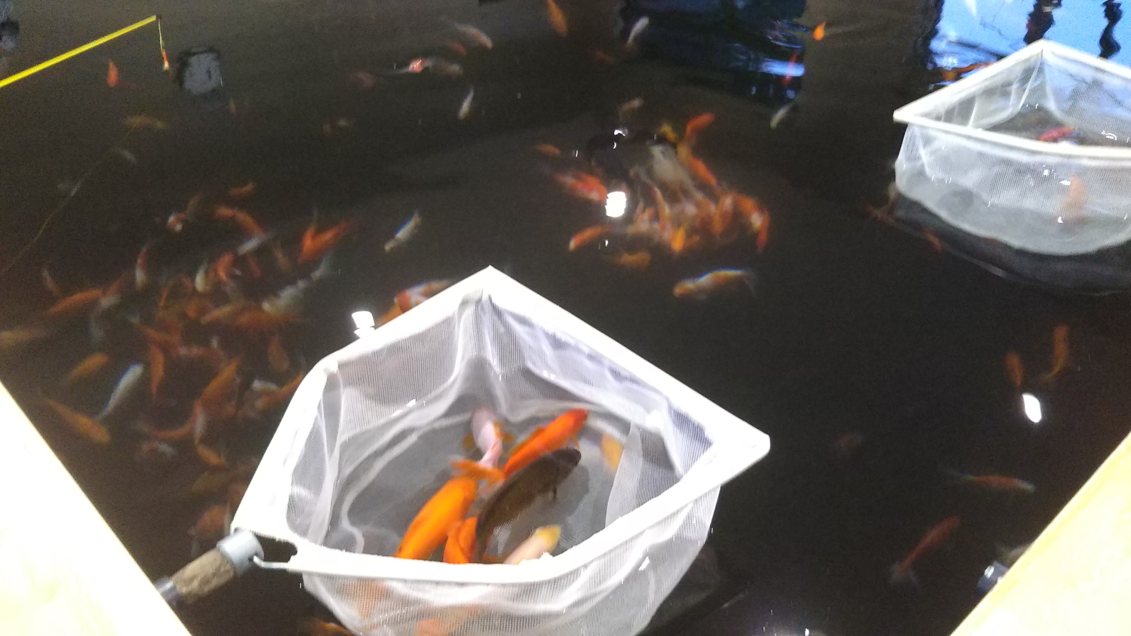 釣り堀！