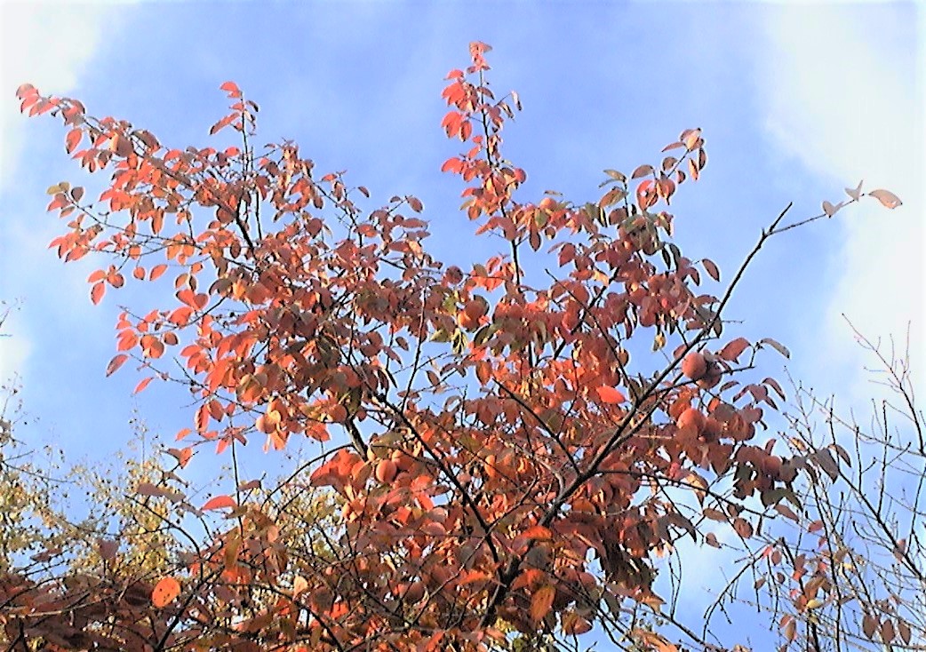 柿の木もすっかり紅葉していました。