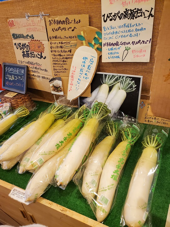 ひるがの高原大根を求め