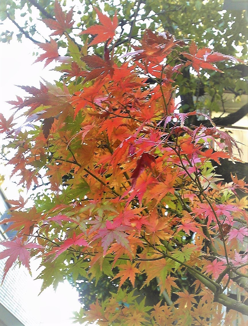 我が家で・もみじ狩り？