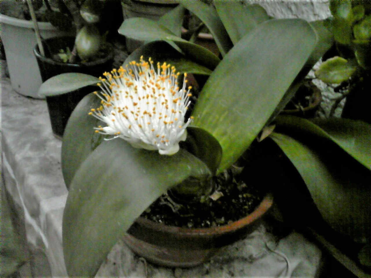 Haemanthus albiflos