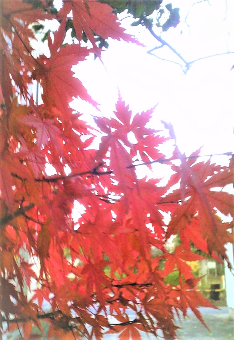 もみじが真っ赤に色づいています。