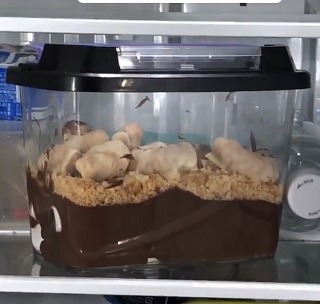 発想がカオス
