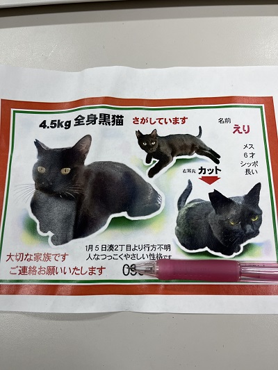 迷子のこねこちゃん