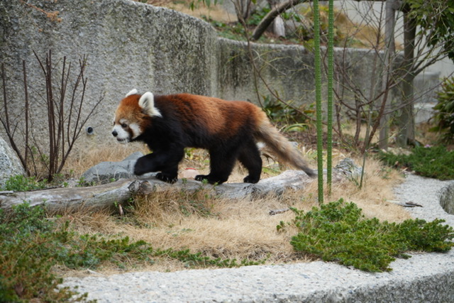 東山動物園