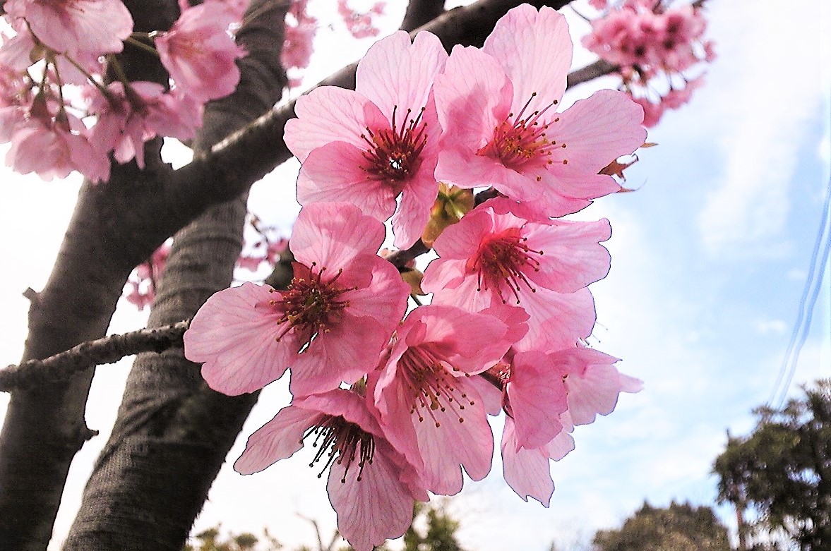 横浜緋桜