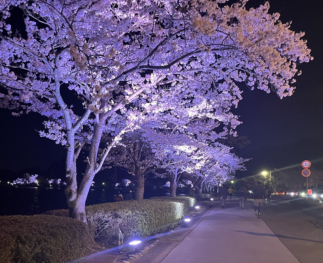 夜桜　In　千波湖