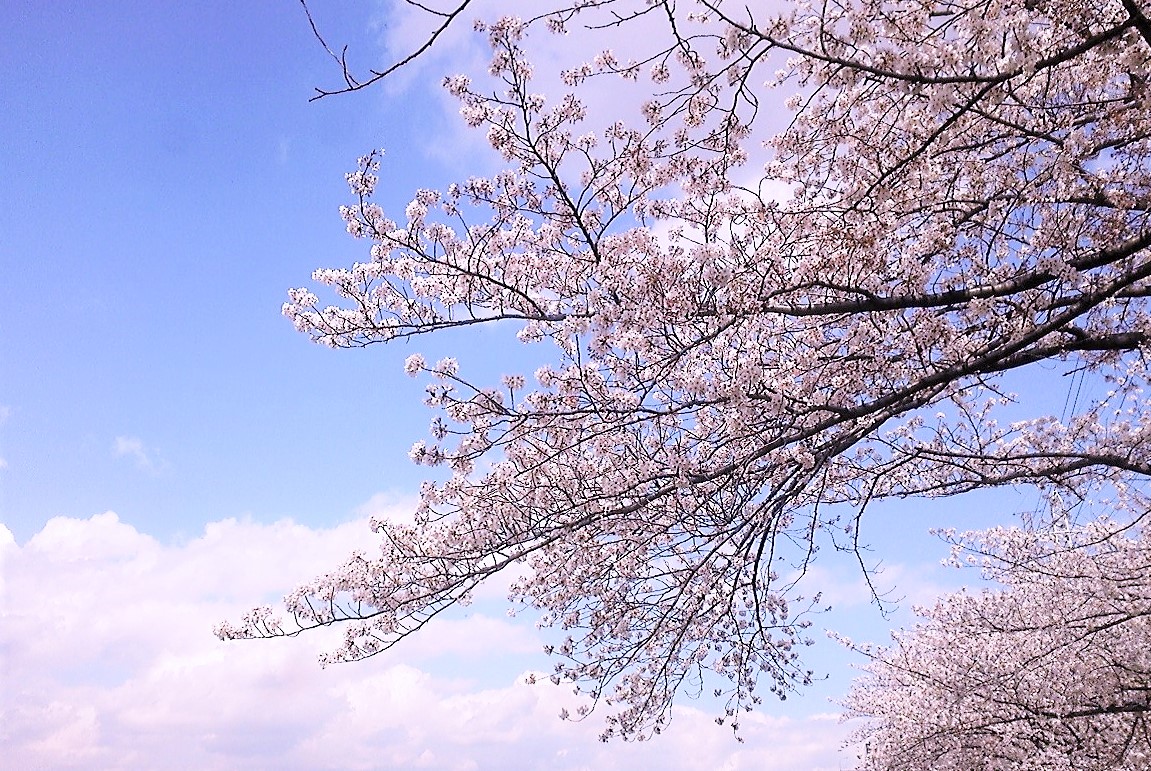 桜色舞うころ