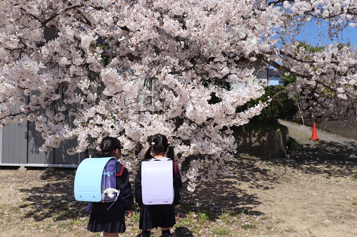 お花見