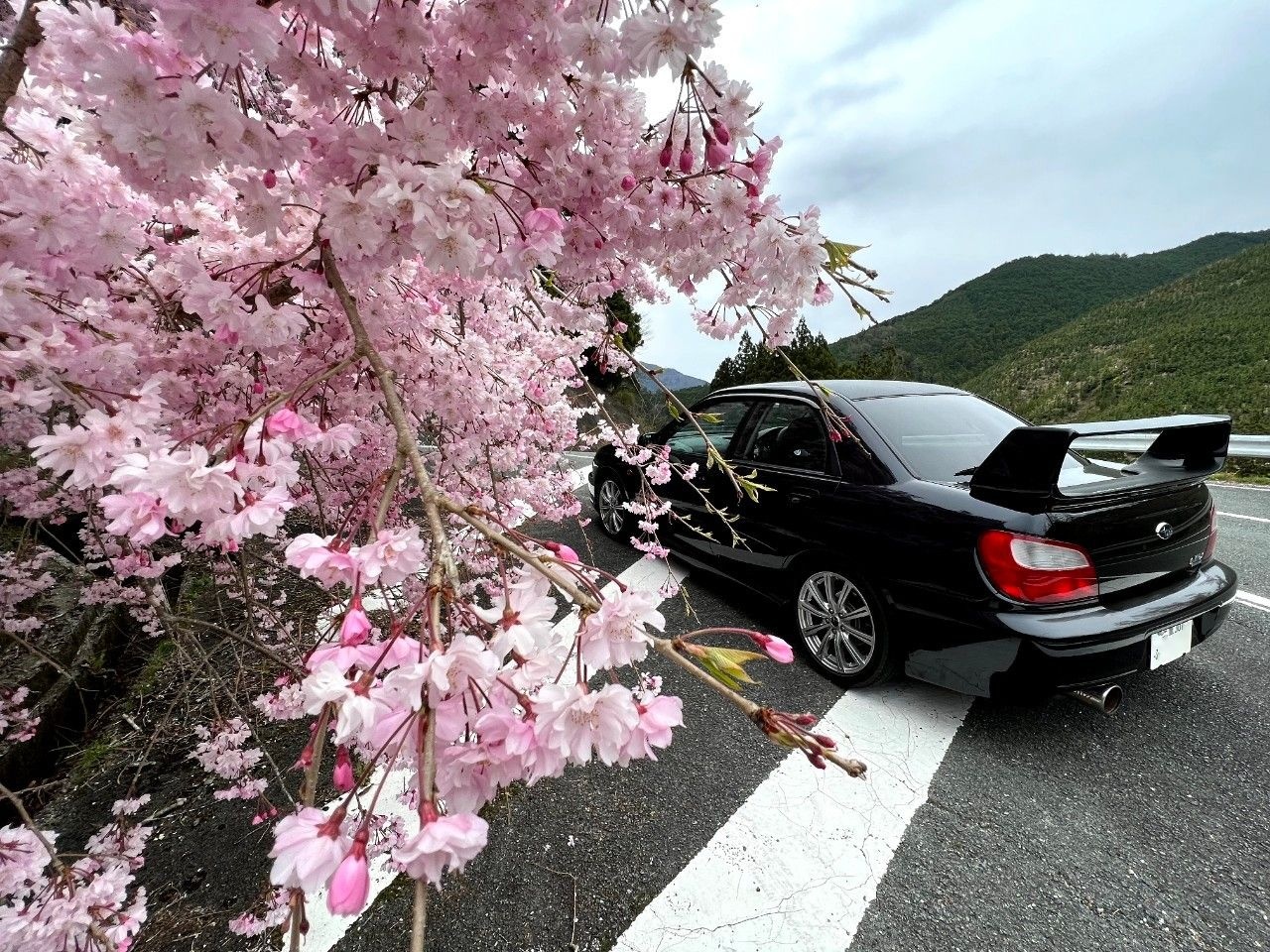 「桜」と聞いて連想する曲はなんですか？