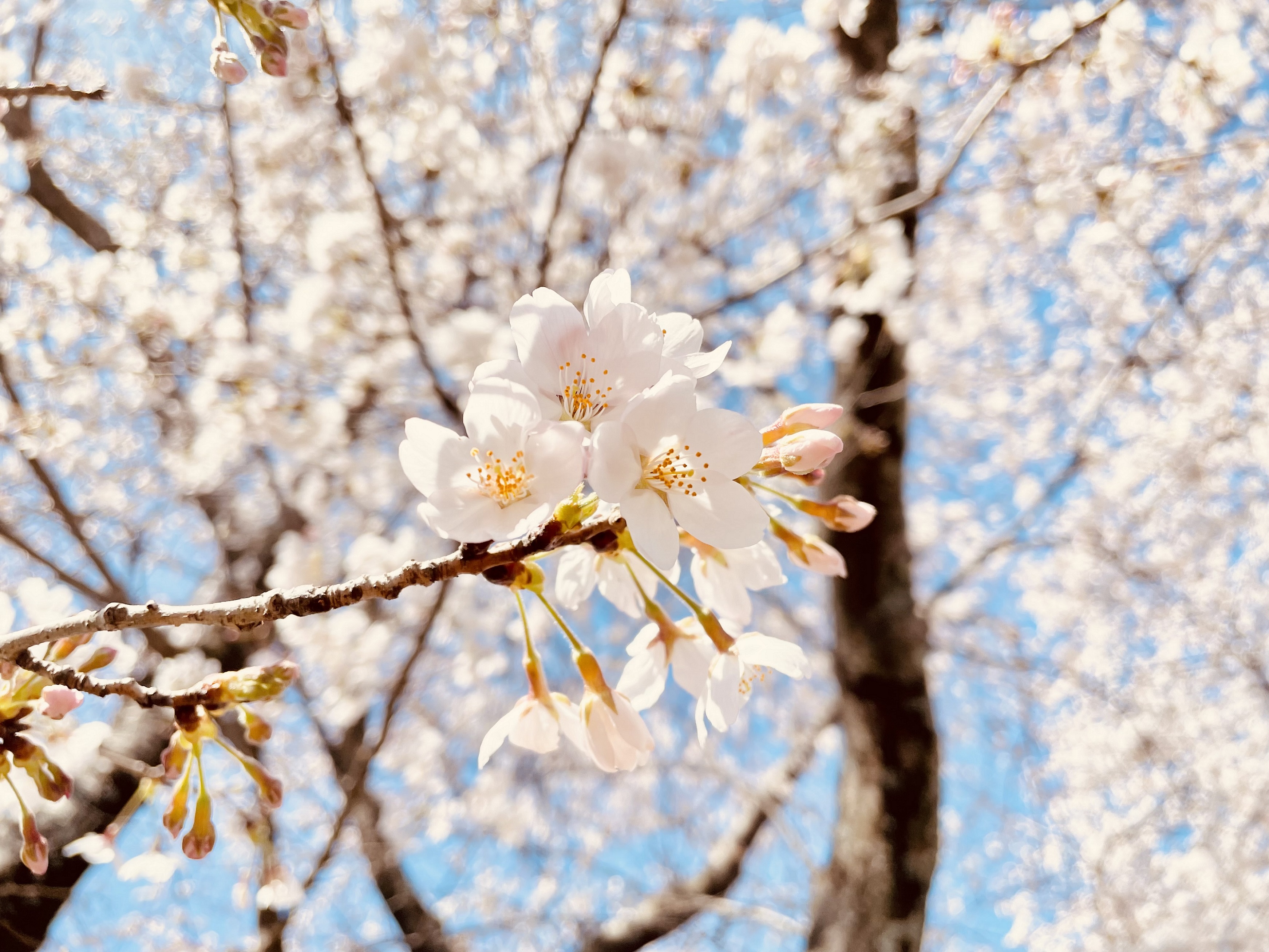 花見は行かれましたか？