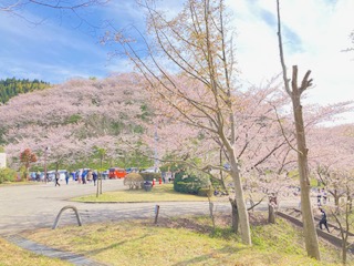 桜巡り