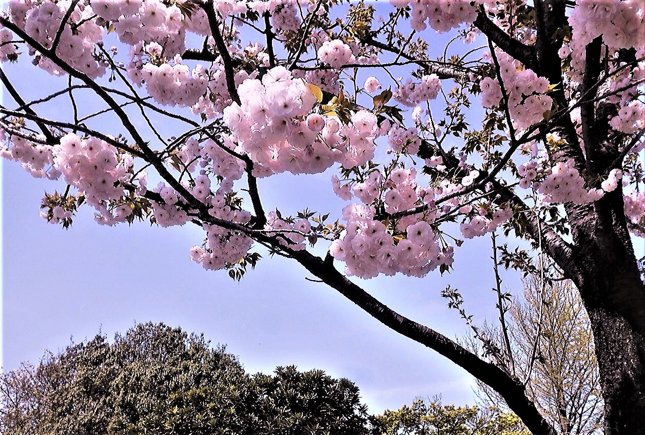 八重桜が満開です。