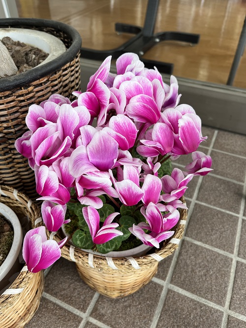 まんかい♡