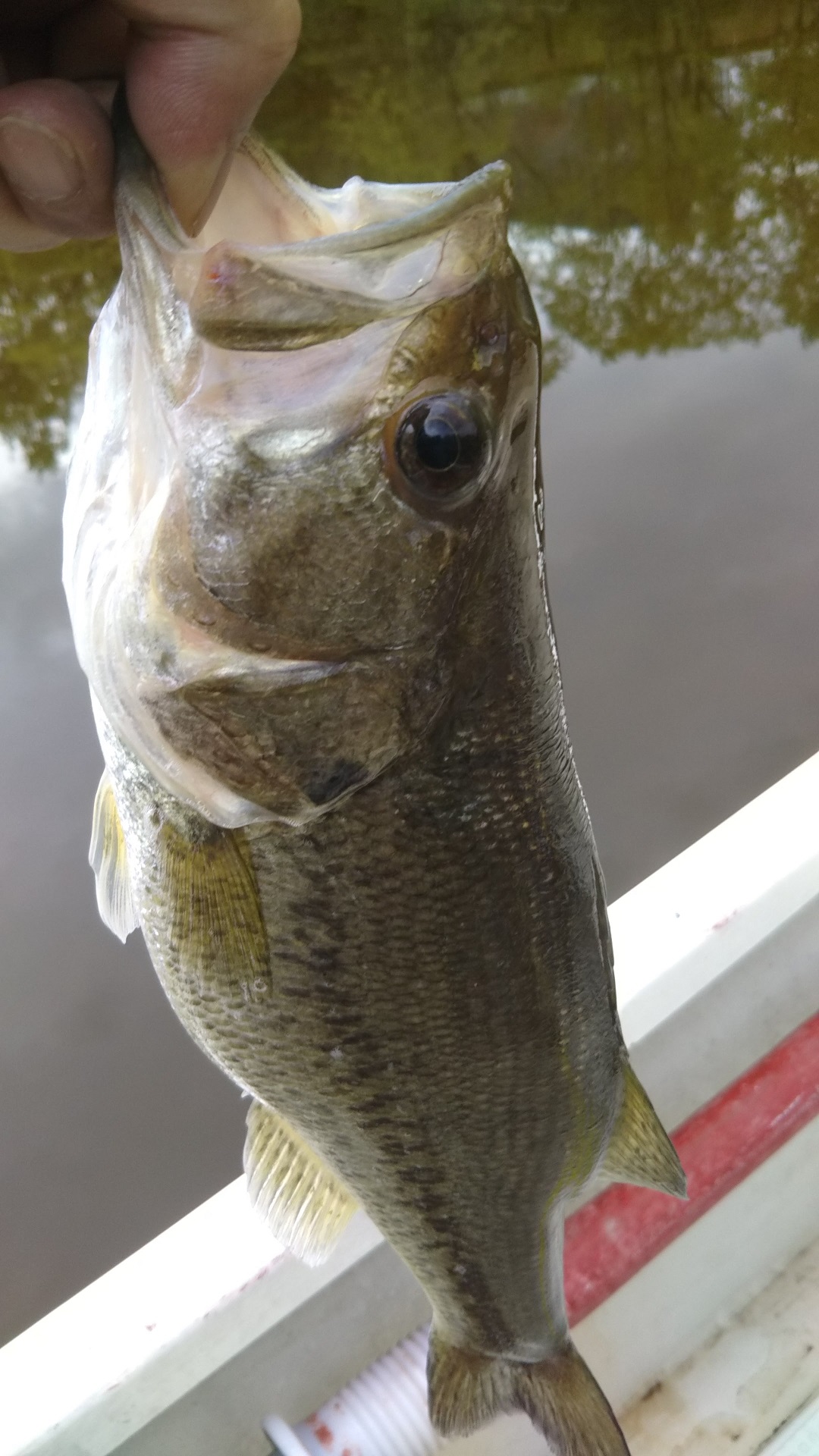 釣り