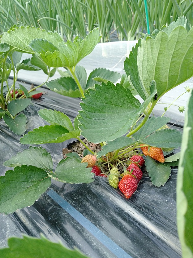 いちご狩り